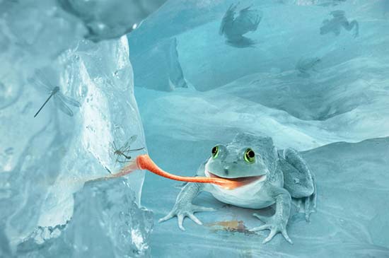 Arctic Snow Frog in Photoshop